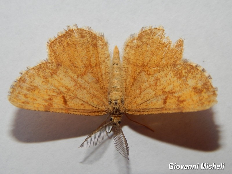 Geometridae da ID1 - Ematurga atomaria